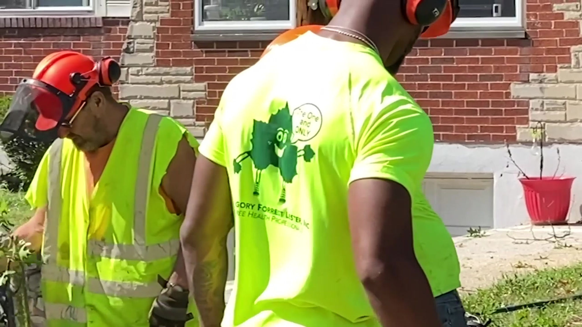 Emergency Double Crane Tree Removal